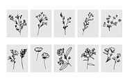 Botanical Hand Drawn Elements