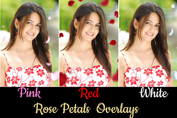 Pink, White, Red Rose Petals Overlay in Objects - product preview 5