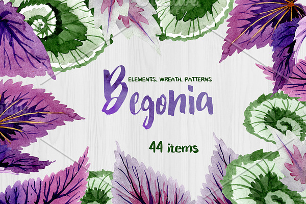 Decorative begonia purple watercolor