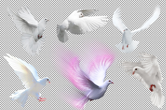 Doves Overlays, Pigeon Birds PNG in Objects - product preview 10