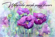 Watercolor purple poppy flowers