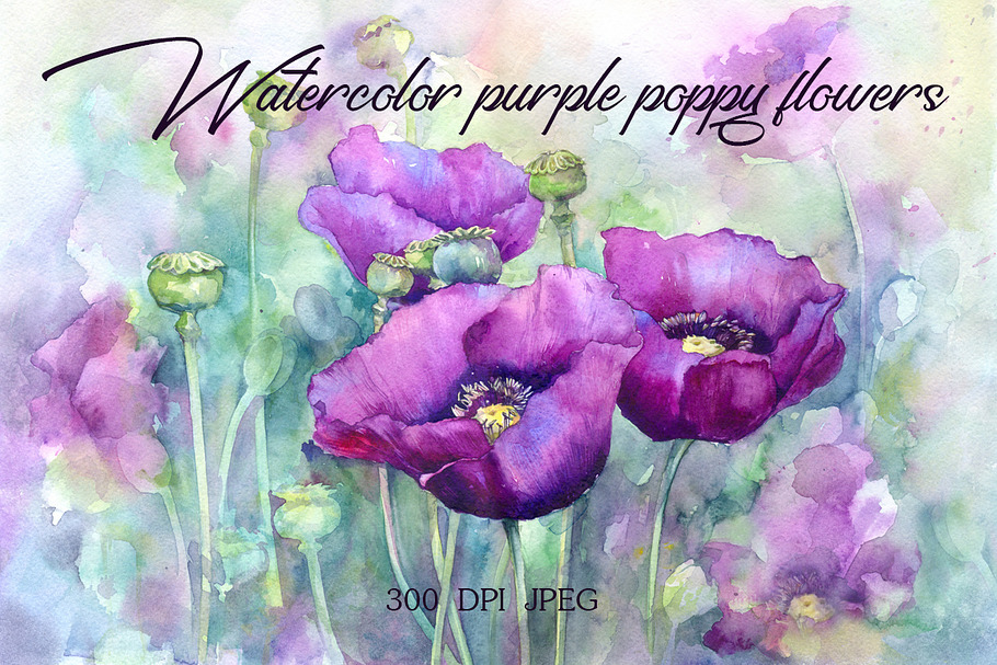 Watercolor purple poppy flowers