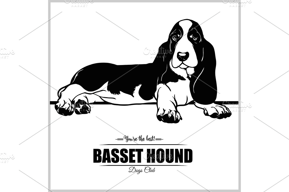 Basset Hound Dog - vector in Illustrations - product preview 8
