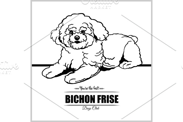 Bichon Frise Dog - vector