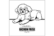 Bichon Frise Dog - vector