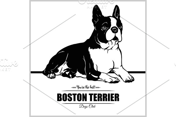 Boston Terrier Dog - vector