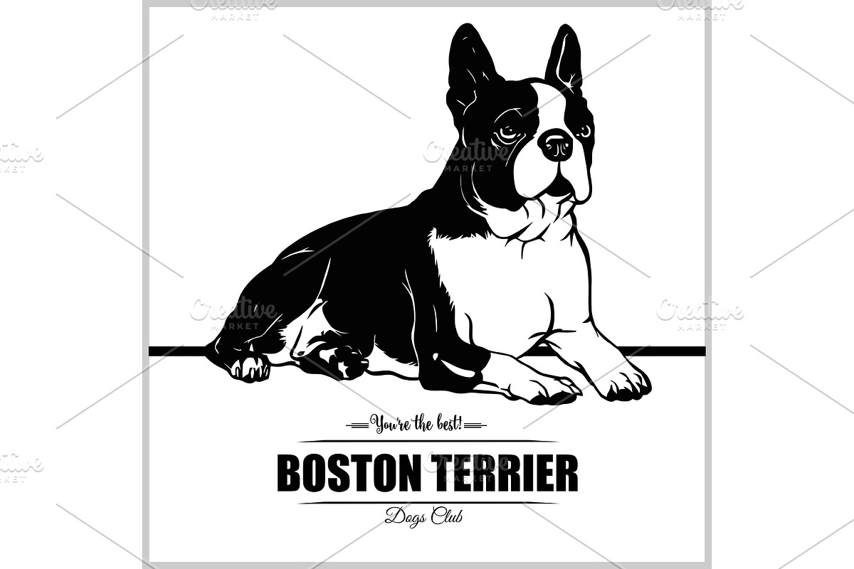 Boston Terrier Dog - vector in Illustrations - product preview 8