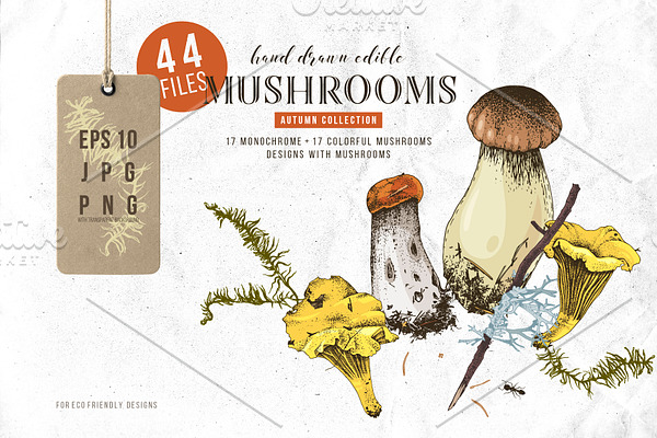 Hand drawn edible mushrooms set