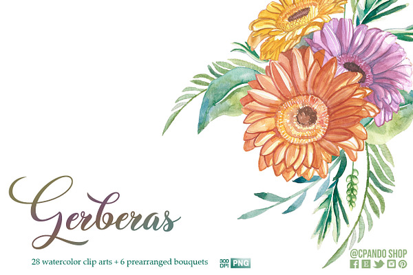 Gerberas floral watercolor clipart