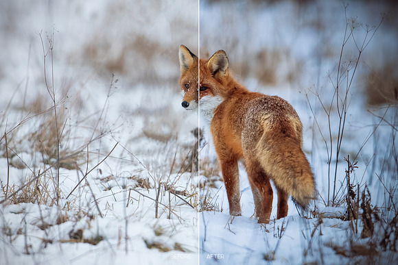 Wildlife Mobile LR and ACR Presets in Add-Ons - product preview 3