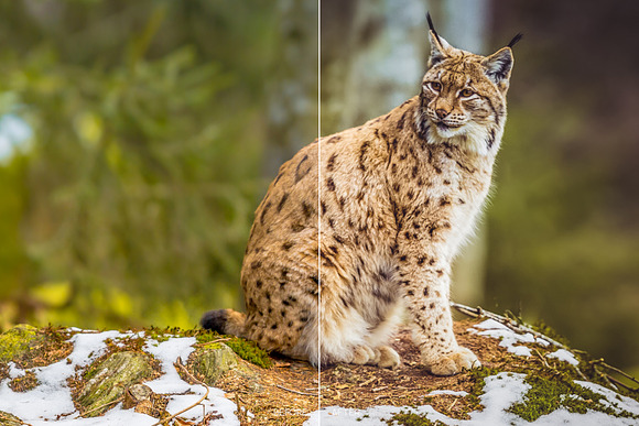 Wildlife Mobile LR and ACR Presets in Add-Ons - product preview 8