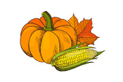 Pumpkin and Corn Maize Autumn
