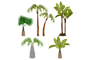 Palm trees. Beach california plants