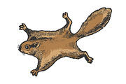 Flying squirrel animal sketch vector