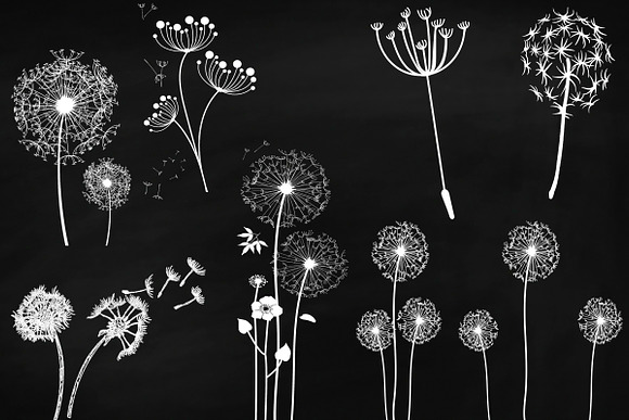 Chalk Dandelions & Overlays Clip Art in Illustrations - product preview 3