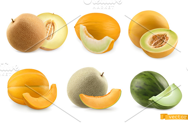 Cantaloupe, sweet melon, vector set