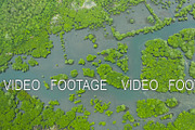 Aerial view of Mangrove forest and