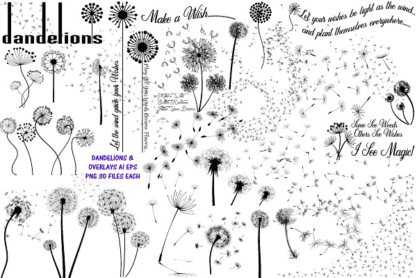 Dandelions & Overlays AI EPS PNG