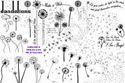 Dandelions & Overlays AI EPS PNG