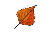 Leaf Autumnal Symbol Isolated Icon