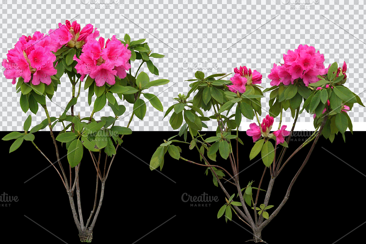 Decorative Plant | Isolated in Objects - product preview 8