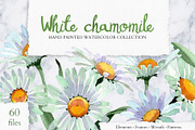 White chamomile flowers watercolor