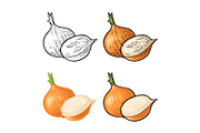 Whole and half onion. Vector vintage