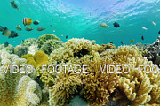 Coral reef with fish underwater