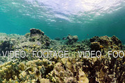 Coral reef with fish underwater