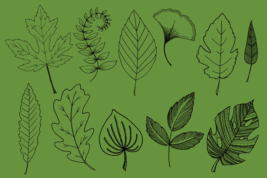 Botanical Leaves Hand-Drawn Vectors in Objects - product preview 8