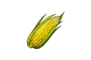 Corn Organic Agricultural Raised