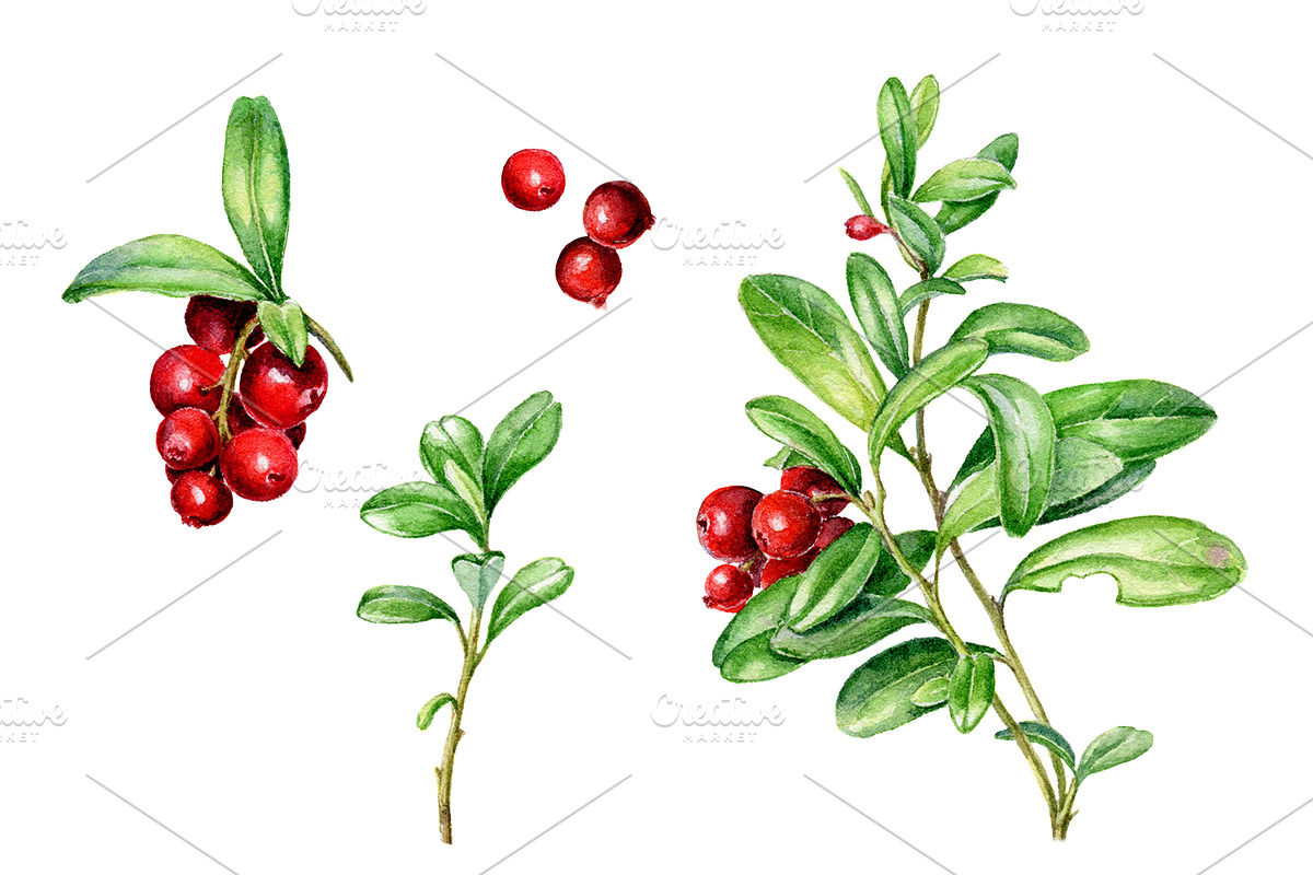 Watercolour cowberries in Illustrations - product preview 8