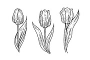 Tulip flower sketch engraving vector