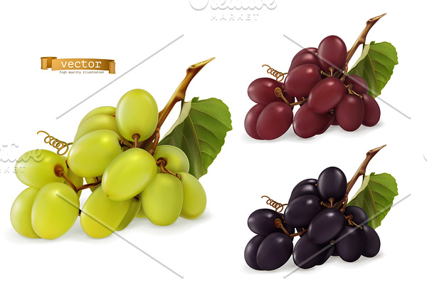 Dessert grapes for wine, vector set