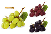 Dessert grapes for wine, vector set