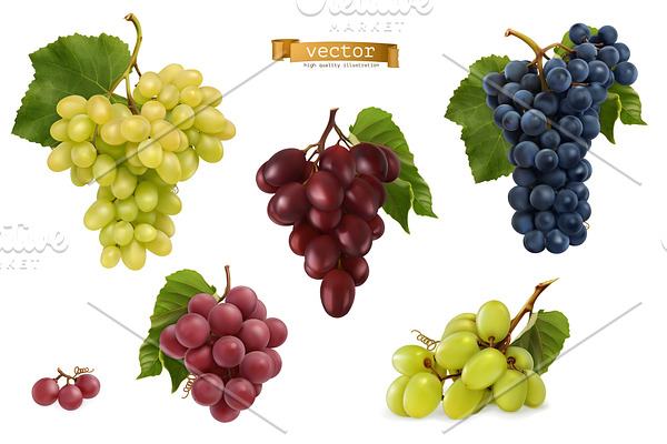 Grapes varieties for wine, vectors