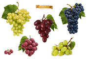 Grapes varieties for wine, vectors
