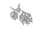 Linden branch sketch engraving