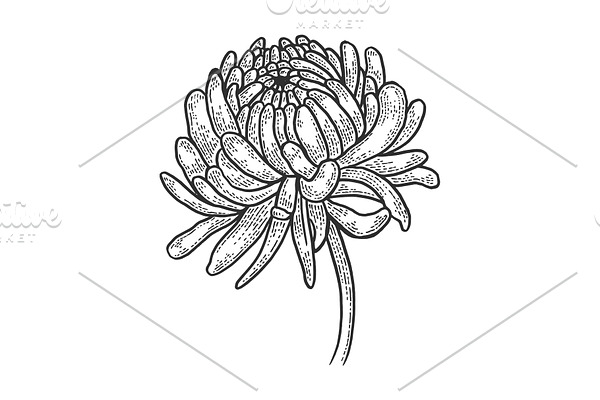 Chrysanthemum flower sketch vector