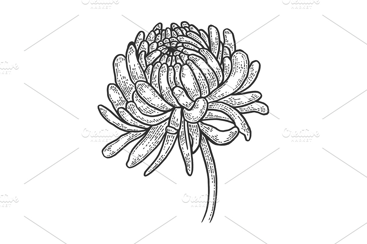 Chrysanthemum flower sketch vector in Illustrations - product preview 8