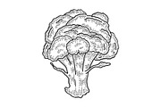 Broccoli sketch engraving vector