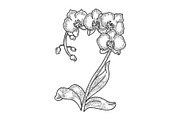 Orchid flower sketch engraving