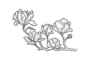 Magnolia tree blossom sketch vector