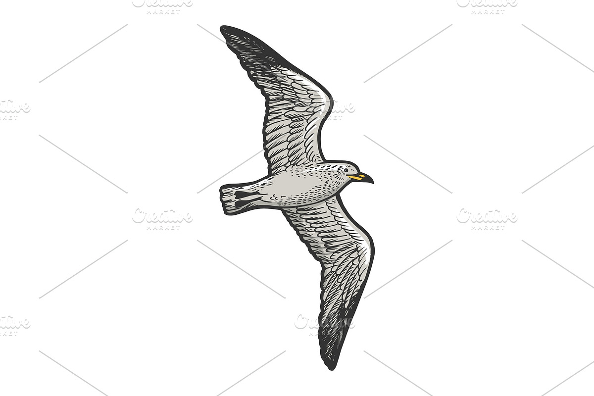 Seagull bird sketch engraving vector in Illustrations - product preview 8