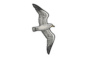 Seagull bird sketch engraving vector