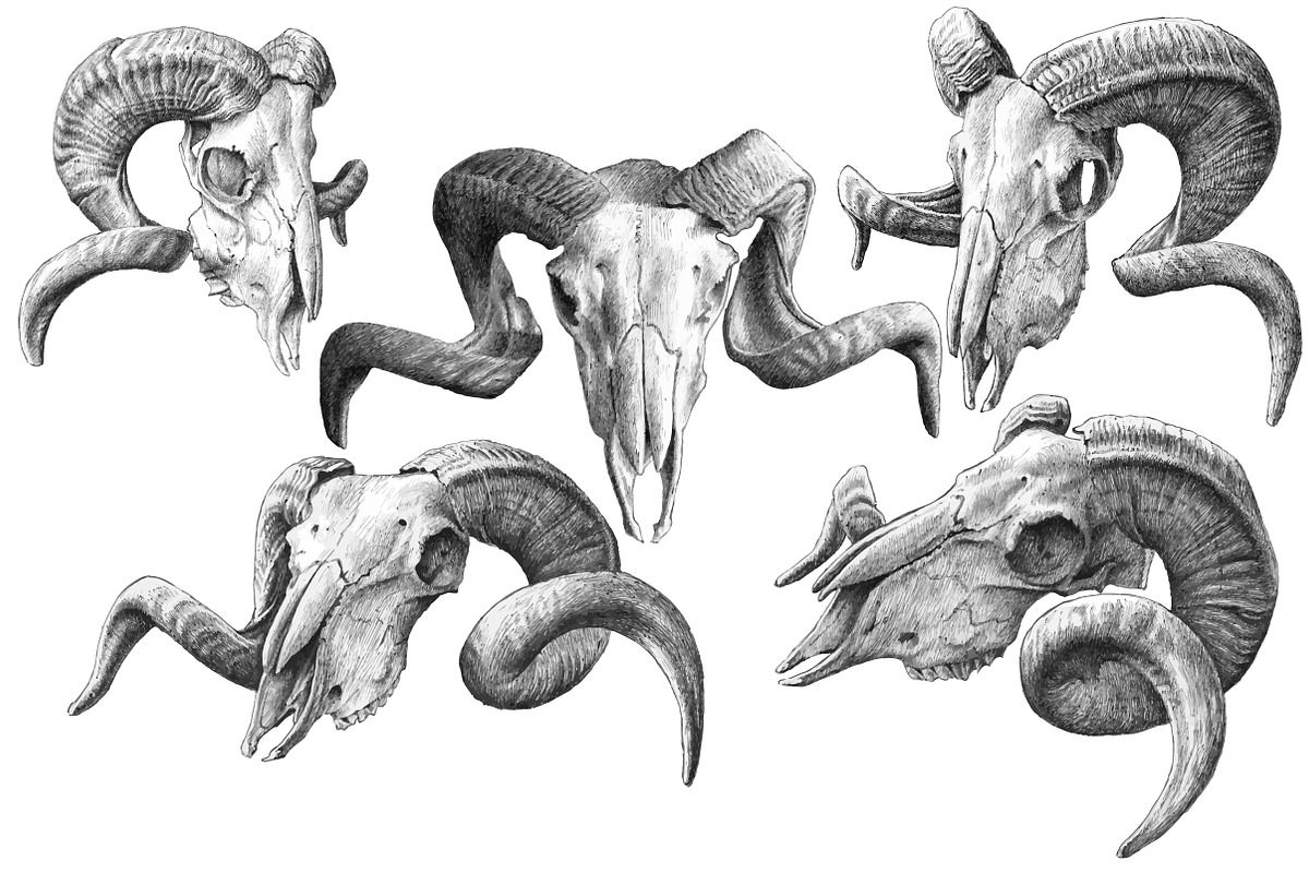Goat skulls. Hand drawn. in Objects - product preview 8