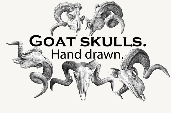 Goat skulls. Hand drawn. in Objects - product preview 1