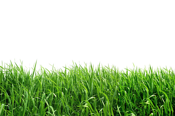 In the Grass Overlays, grass texture in Objects - product preview 10