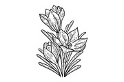 Crocus flower sketch engraving