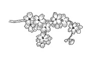 Cherry tree blossom sketch engraving